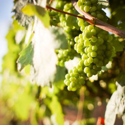 Les Vins Bio